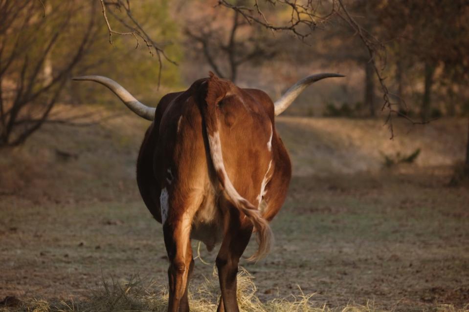 While more research is needed, the study authors found that breeding less flatulent cows may be key to curbing greenhouse gas emissions in livestock farming. ccestep8 – stock.adobe.com