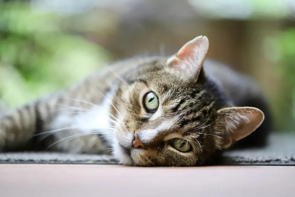 日本一隻野貓掉入化學藥劑槽後逃跑，如今被發現陳屍在附近木材工廠內。（非當事貓，翻攝Pixabay）