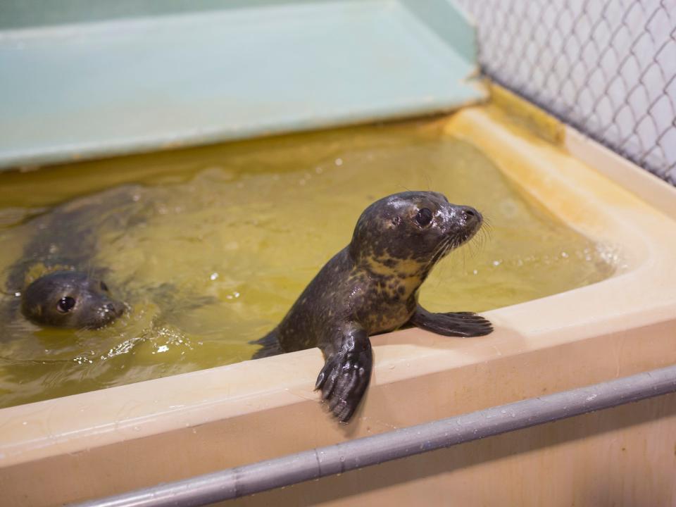 Seal pups often wash up on the island.