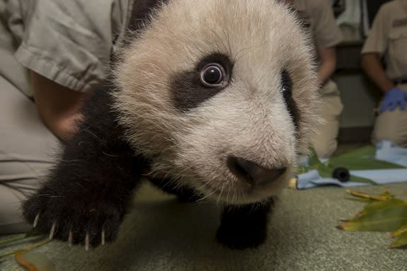 Sleepy Panda Cub Gets Stronger