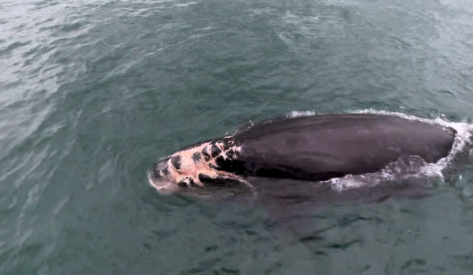 A right whale calf with propeller wounds was discovered by fishermen off the Edisto River Inlet on Jan. 3.