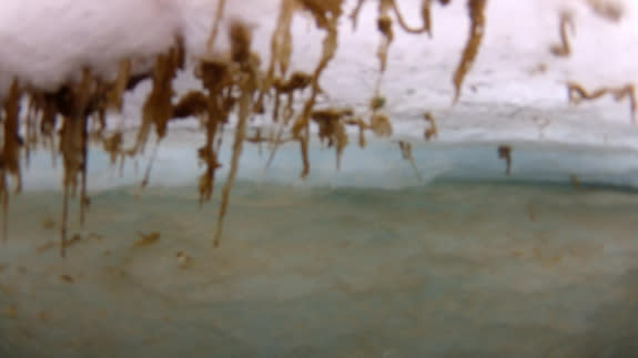 Melosira arctica grows on the bottom side of ice floes in the Arctic Ocean.