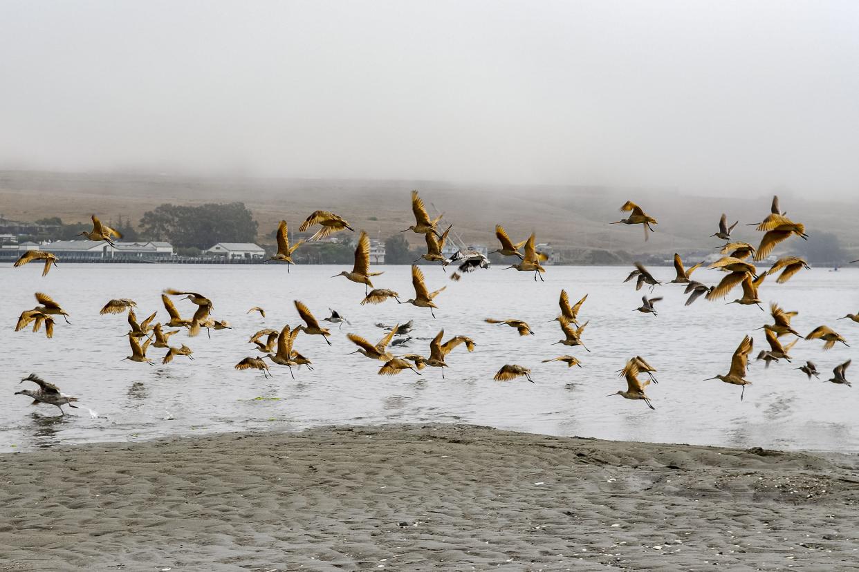 Bodega Bay, California, a flock of seabirds flying over the beach with homes in the background