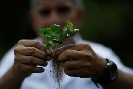 Hugo Aguilar shows new Red Bourbon coffee plants in a nursery in Santa Ana, El Salvador on May 25, 2018. Picture taken on May 25, 2018. REUTERS/Jose Cabezas