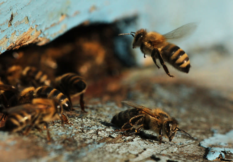 <span class="caption">Grade A bees.</span> <span class="attribution"><span class="source">Shutterstock</span></span>