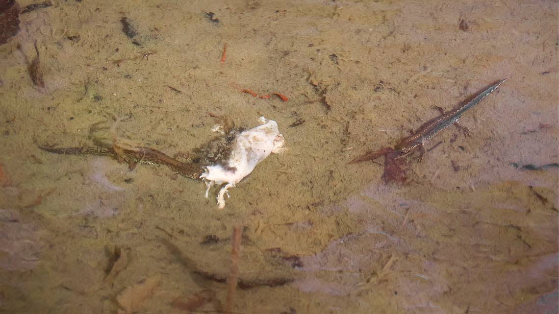 An alpine newt, or Ichthyosaura alpestris, eating a rodent carcass.