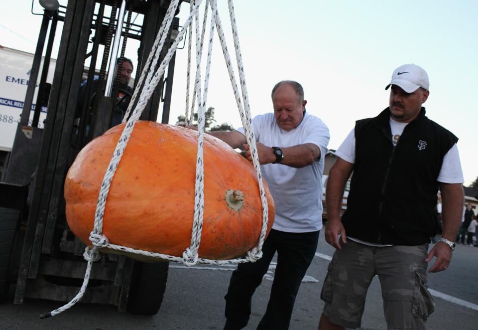 HALF MOON BAY, CA - OCTOBER 11: Workers use a forklift to move a giant pumpkin during the 37th Annual Safeway World Championship Pumpkin Weigh-Off on October 11, 2010 in Half Moon Bay, California. Ron Root of Citrus Heights, California won the competition with a 1,535 pound pumpkim and took home $9,210 in prize money equal to $6 a pound. (Photo by Justin Sullivan/Getty Images)