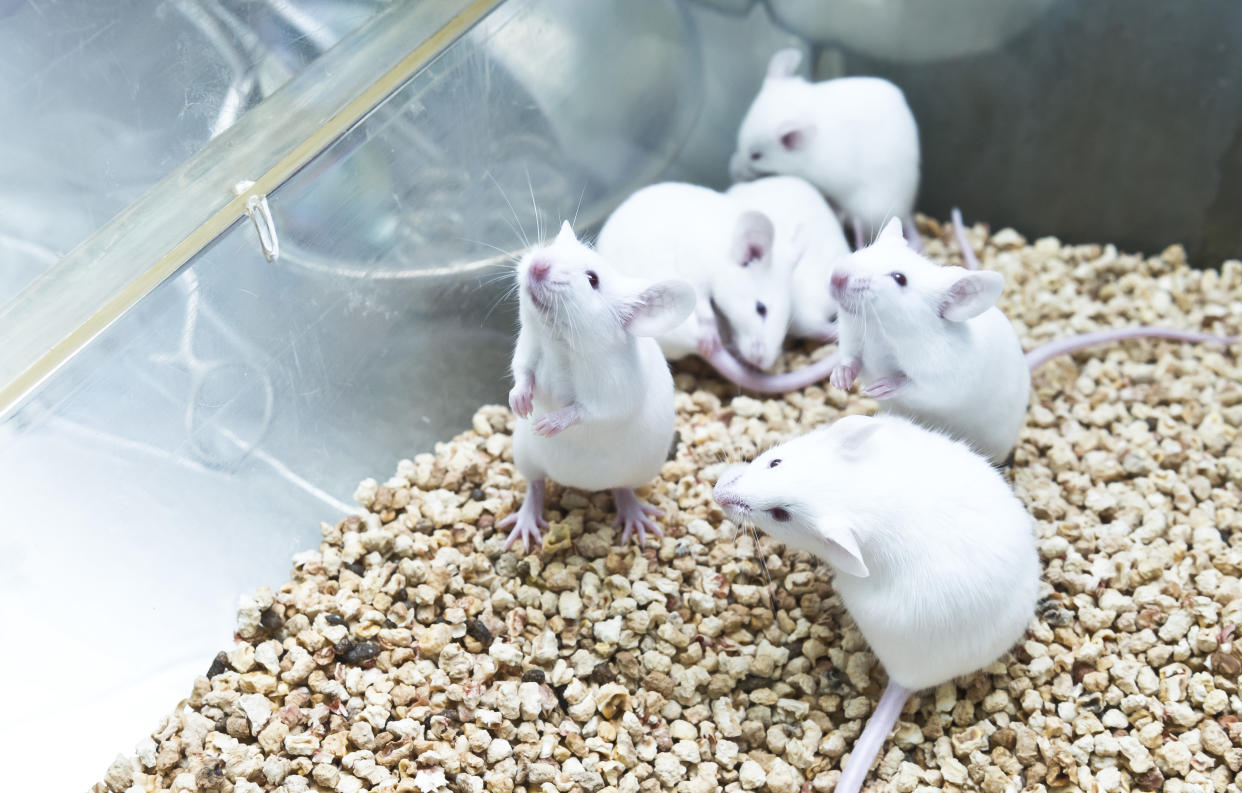 Small experimental mice for scientific test in cage