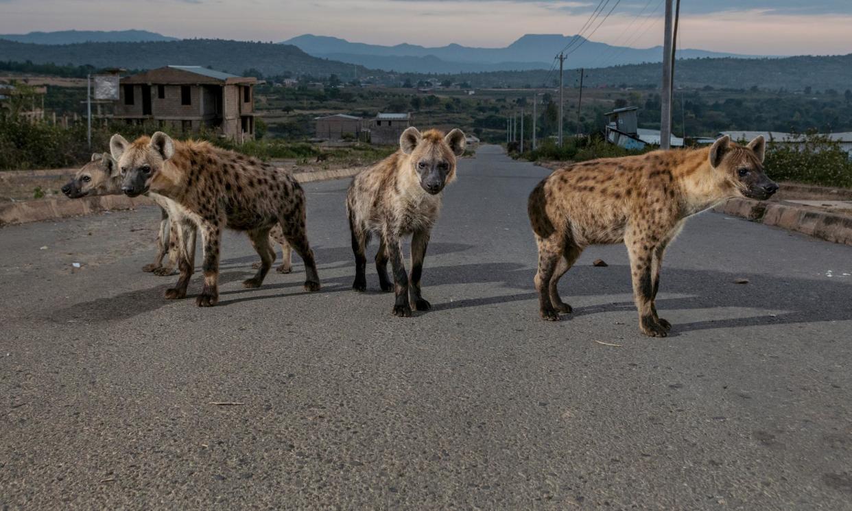 <span>A group of young spotted hyenas on the road outside Harar. They are most often seen at night or in the early morning </span><span>Photograph: Guillaume Petermann</span>