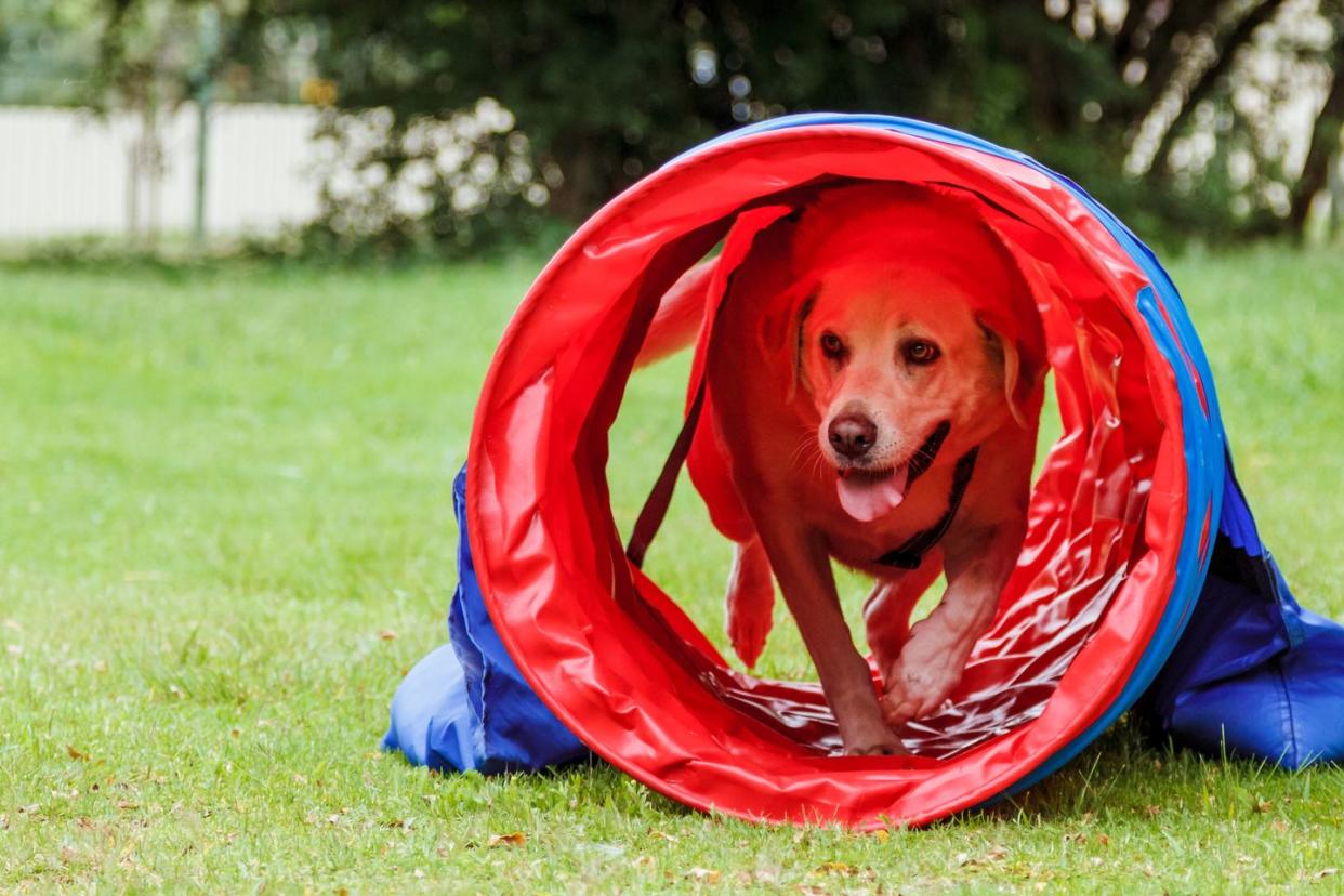 dog birthday party ideas obstacle course