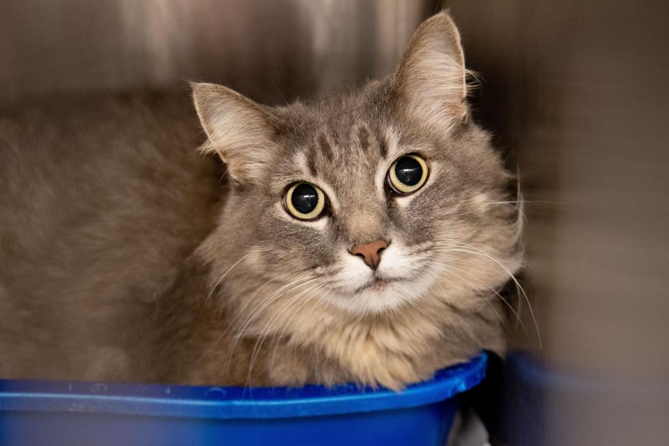 Cat adoptions have resumed at the Tuscaloosa Metro Animal Shelter after a canine distemper outbreak. A cat is shown at the shelter in this April 28, 2022, file photo.