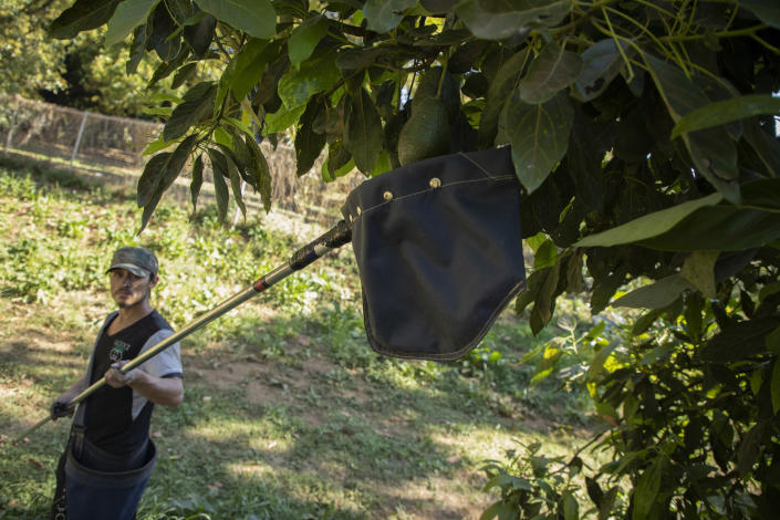 A farmhand harvests avocados at an orchard in Santa Ana Zirosto, Michoacan sate, Mexico, Thursday, Jan. 26, 2023. (AP Photo/Armando Solis)