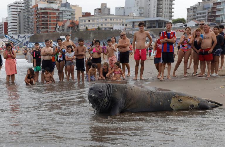 Turistas sorprendidos esta tarde por un elefante marino en una playa de la zona de La Perla
