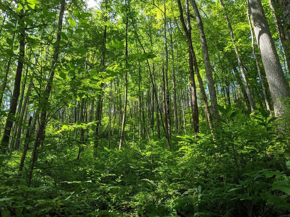 Joyce Kilmer Memorial Forest