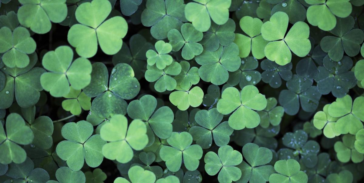 44 Best St. Patrick's Day Quotes - Happy St. Patrick's Day Sayings