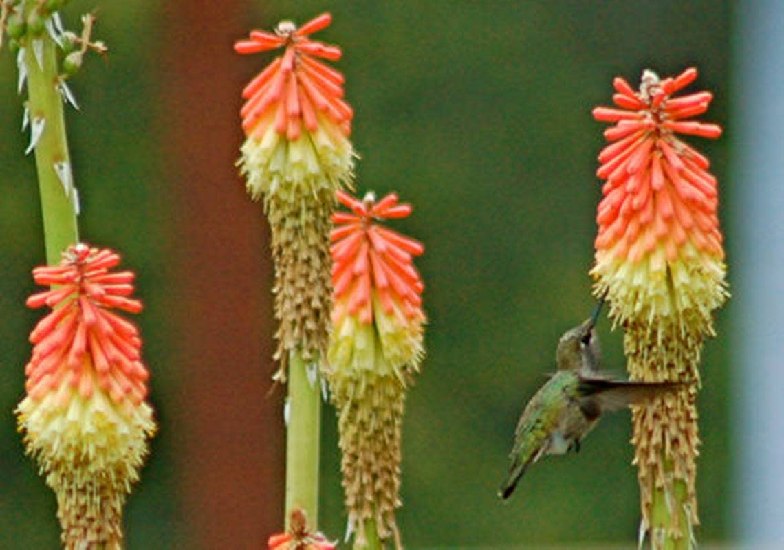 A hummingbird feeds in Atascadero.