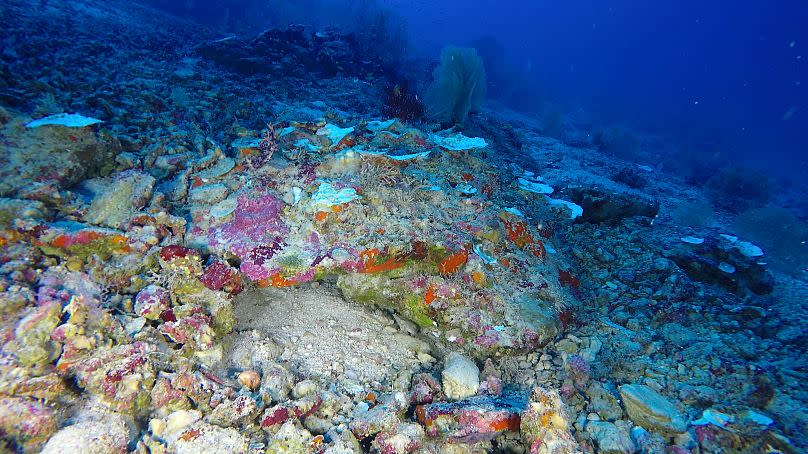 Auch Korallen tief unten im Ozean könnten überall auf der Welt unentdeckt von der Bleiche betroffen sein.