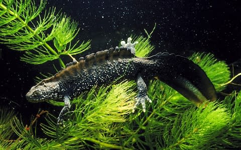 The restoration is bringing back species like the great crested newt - Credit: Paul Franklin&nbsp;&nbsp;Oxford Scientific RM