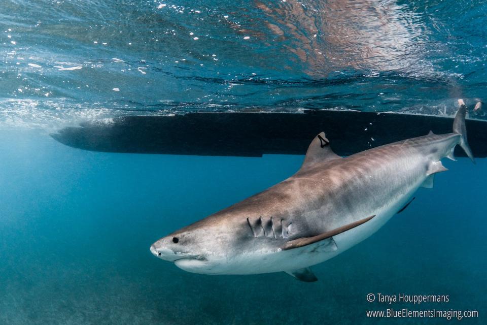 Tiger sharks are large and powerful predators. Getting close enough for a check-up is not easy. <a href="https://www.blueelementsimaging.com/" rel="nofollow noopener" target="_blank" data-ylk="slk:Tanya Houppermans;elm:context_link;itc:0;sec:content-canvas" class="link ">Tanya Houppermans</a>