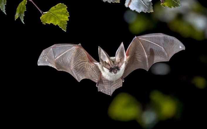 A protein found in bats could have “therapeutic potential” for humans. (Getty Images)