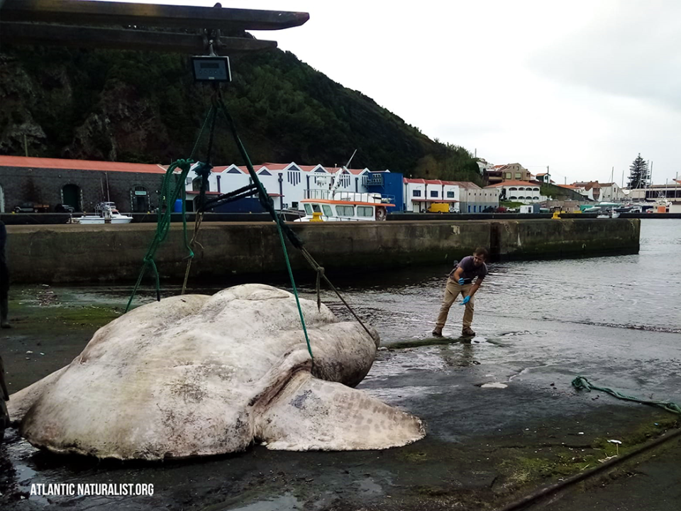 Researchers say the fish was likely struck by a ship.