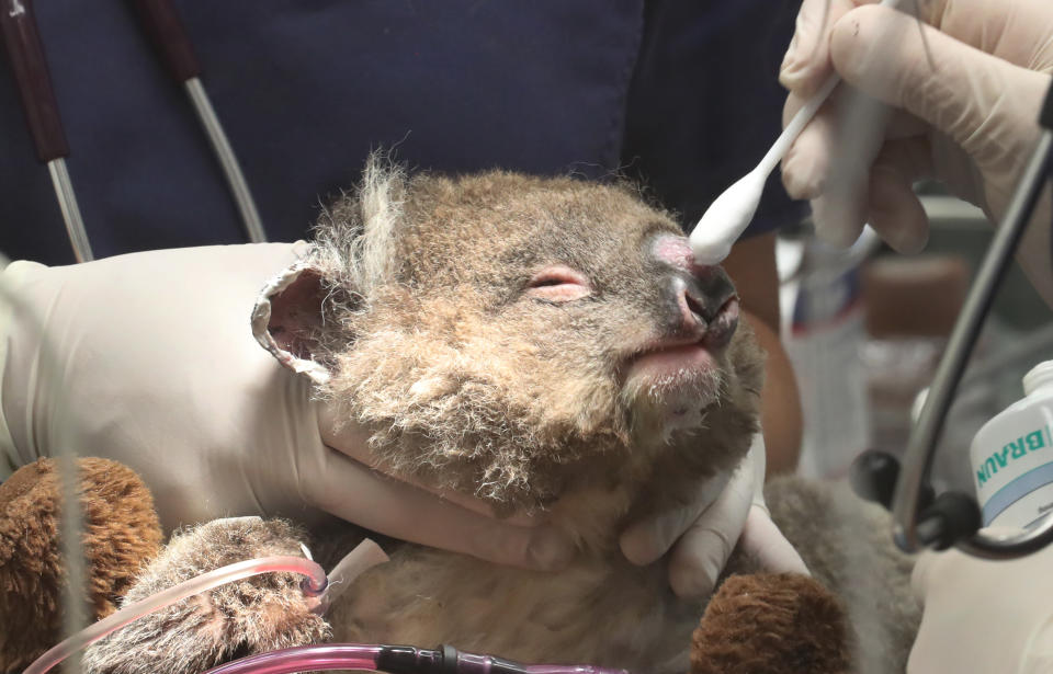 Jeremy, a young koala recovering from injuries that was rescued from the Victorian bushfires near Mallacoota. Source: AAP Image/David Crosling