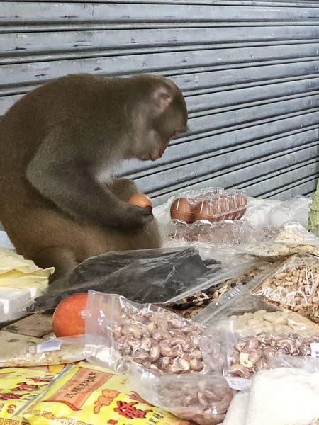 獼猴到湖光市場水果攤搶食水果。（圖／翻攝李彥秀臉書）