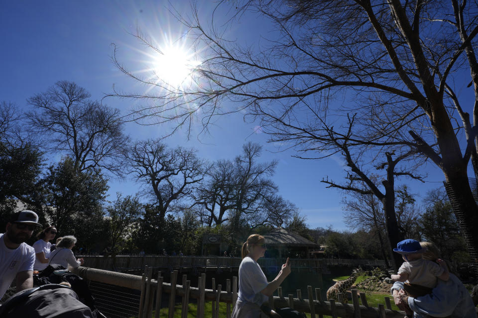 People look at a display of giraffes and other animals at the Fort Worth Zoo in Fort Worth, Texas, Friday, Feb. 23, 2024. (AP Photo/LM Otero)