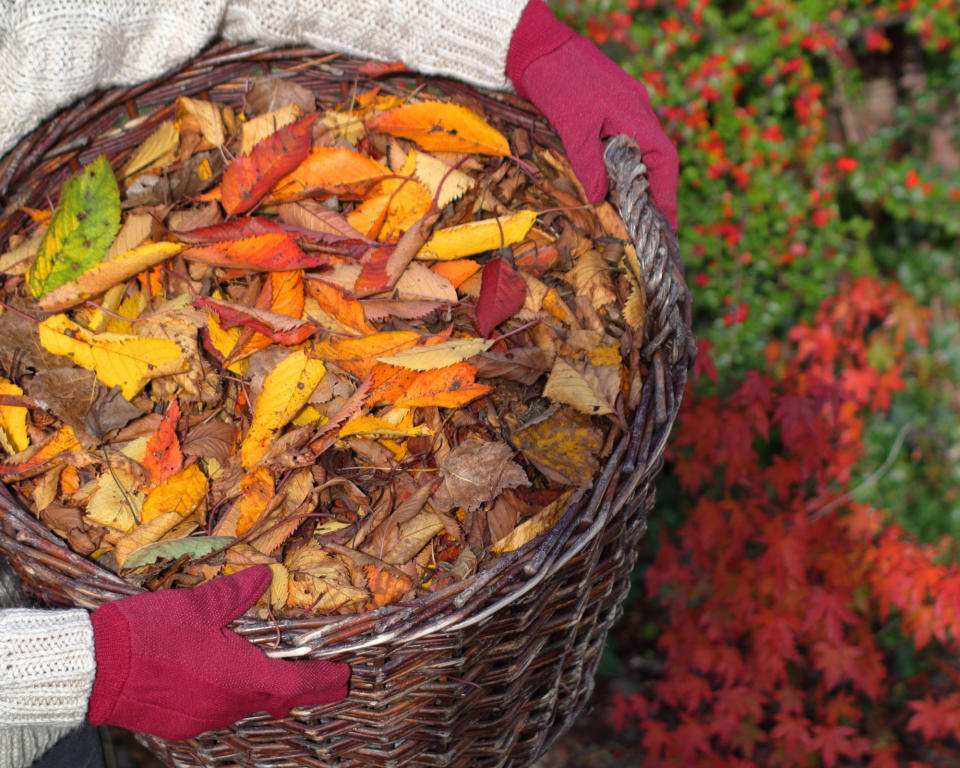 autumn leaves in a basket in the garden being held by woman in jumper and gloves