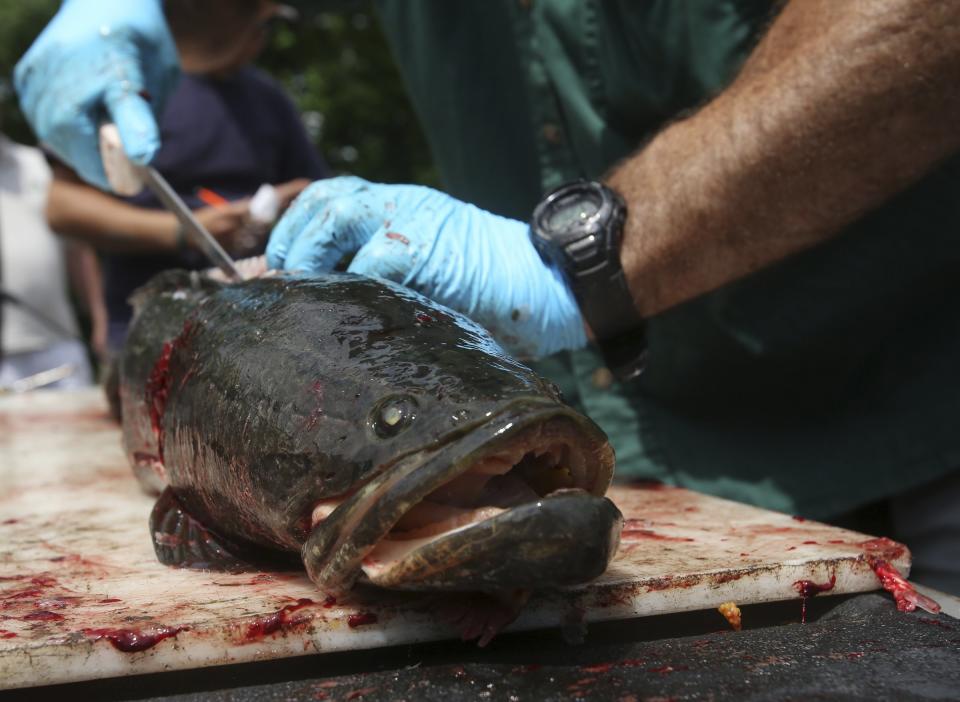 northern snakehead fish invasive species reuters