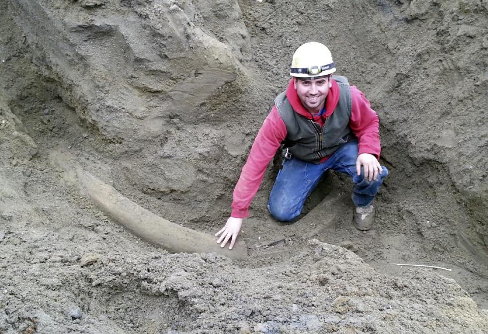 This image provided by Transit Plumbing and taken on Tuesday, Feb. 11, 2014, shows plumber apprentice Joe Wells touching what Burke Museum officials believe is mammoth tusk that was uncovered by construction workers in the south Lake Union area of Seattle. According to the museum, the ancient elephant relatives lived in Washington until approximately 10,000 years ago and their fossils have been found throughout western Washington. (AP Photo/Transit Plumbing)