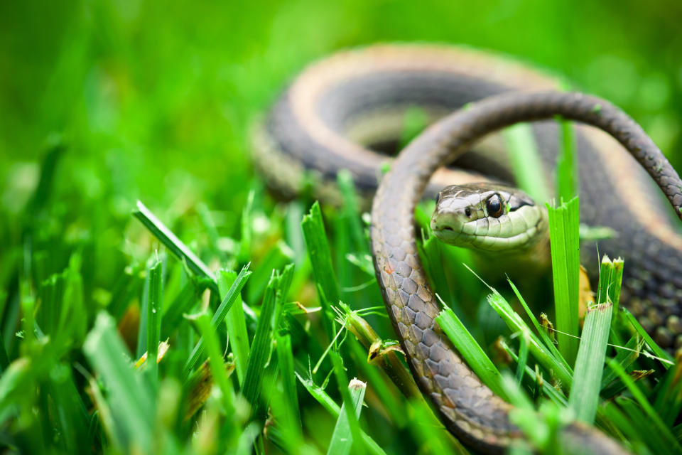 Garter snake