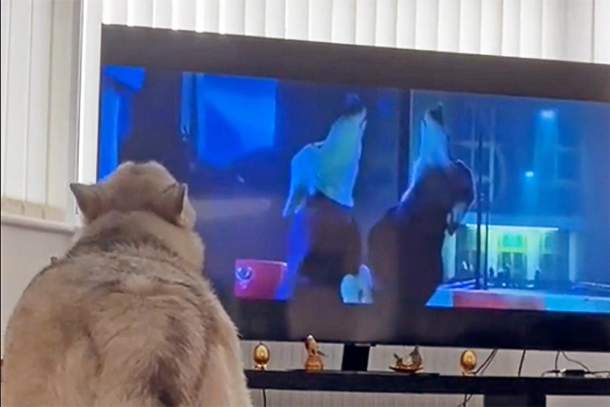 husky howling as the wolves in the Zootopia movie howl tiktok