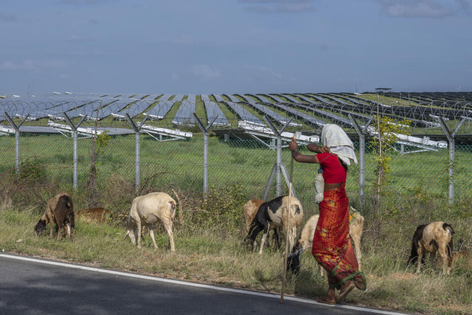 A woman grazes her sheep near a solar power plant in Pavagada Tumkur district, in the southern Indian state of Karnataka, India, Thursday, Sept. 15, 2022. India is investing heavily in renewable energy and has committed to producing 50% of its power from clean energy sources by 2030. (AP Photo/Rafiq Maqbool)