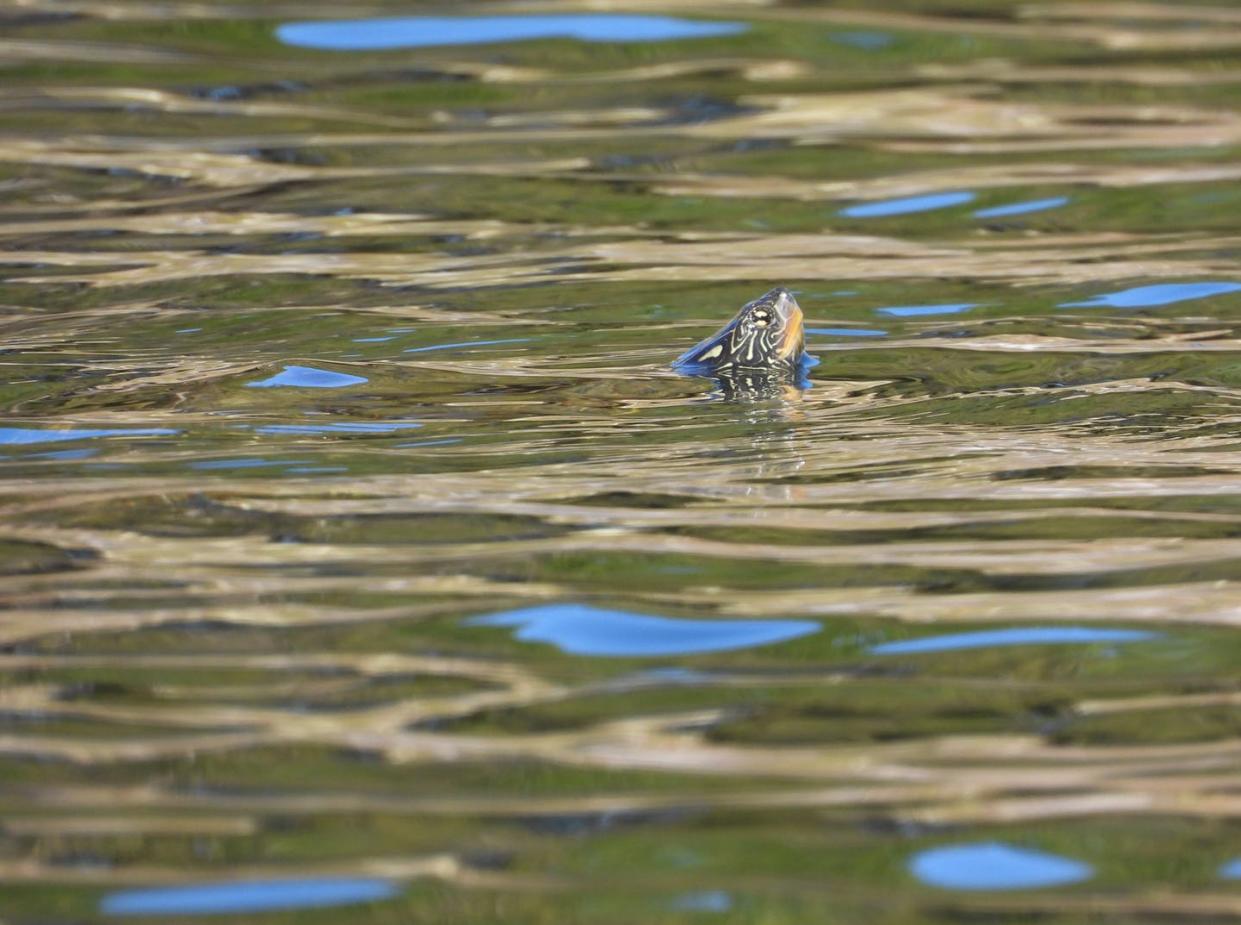 <span class="caption">Northern map turtles are only one of the freshwater turtle species threatened by human activity.</span> <span class="attribution"><span class="source">(Grégory Bulté)</span>, <span class="license">Author provided</span></span>