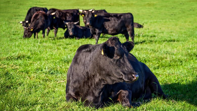 Black wagyu cows in field 