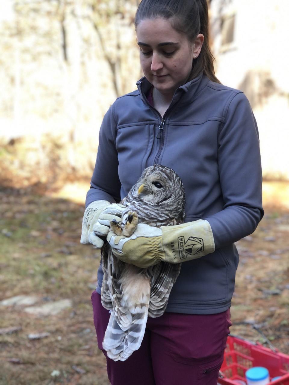 Sam Cox, a senior wildlife specialist, comforts a brain-damaged, likely blind barred owl at the Center for Wildlife in Cape Neddick, Maine, on Tuesday, Dec. 19, 2023.