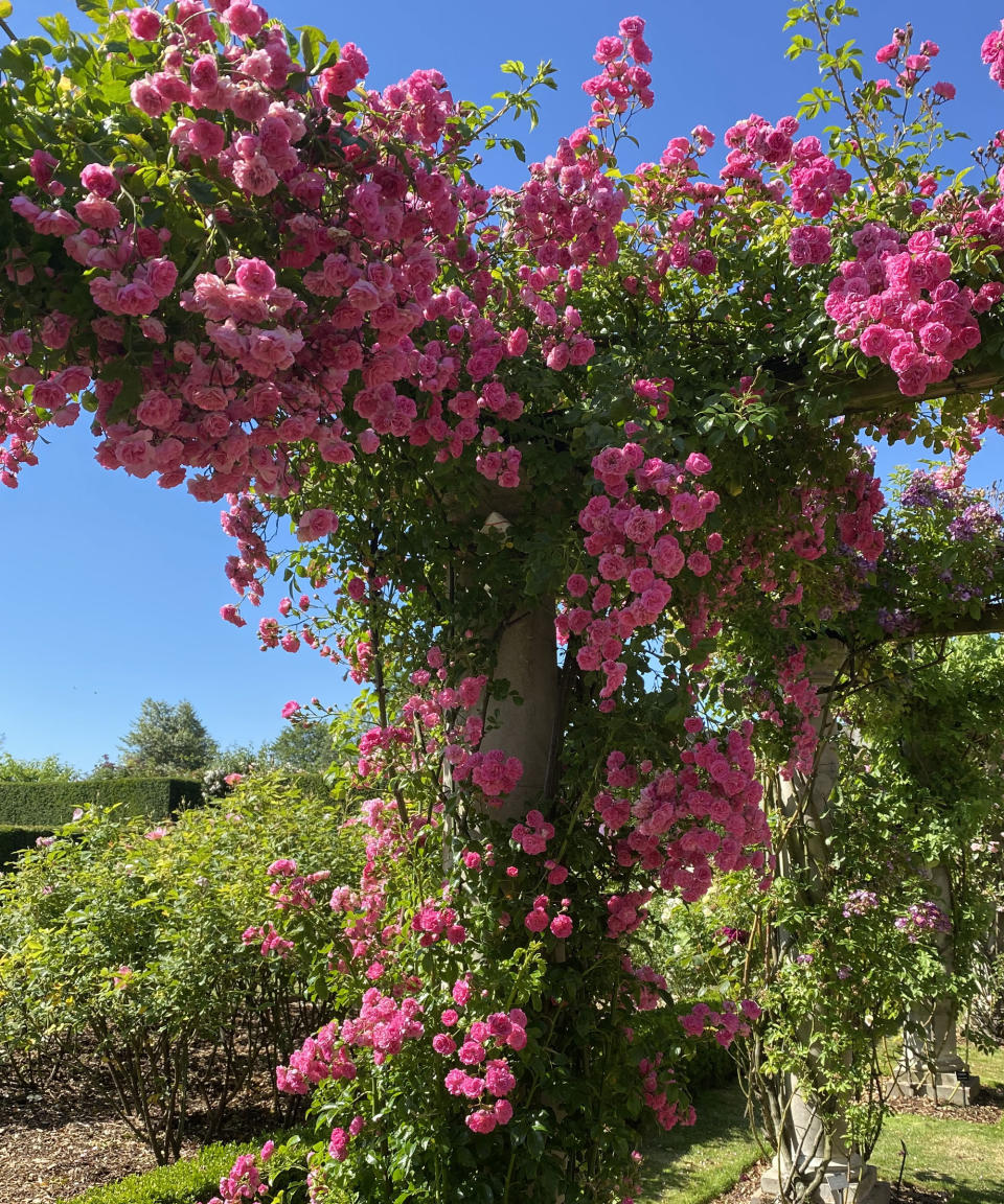 arch covered in pink climbing roses