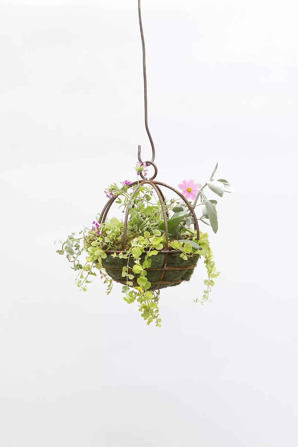 <p><a href="https://go.redirectingat.com?id=74968X1596630&url=https%3A%2F%2Fwww.shopterrain.com%2Fshop%2Fsphere-hanging-basket-10&sref=https%3A%2F%2Fwww.veranda.com%2Fshopping%2Fgarden-products%2Fg60641255%2Fbest-indoor-hanging-planters%2F" rel="nofollow noopener" target="_blank" data-ylk="slk:Shop Now;elm:context_link;itc:0;sec:content-canvas" class="link ">Shop Now</a></p><p>Sphere Hanging Basket, 10"</p><p>shopterrain.com</p><p>$38.00</p><span class="copyright">Terrain</span>