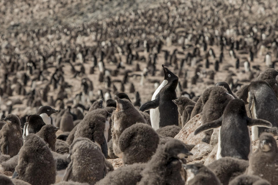 Una fotografía proporcionada por Tomas Munita muestra a los pingüinos de Adelia y sus crías en la isla del Diablo en la Antártida, el 21 de enero de 2022. (Tomas Munita vía The New York Times)

