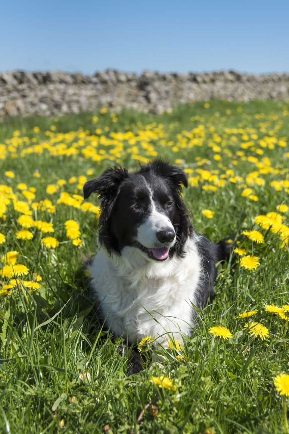 1) Border Collie