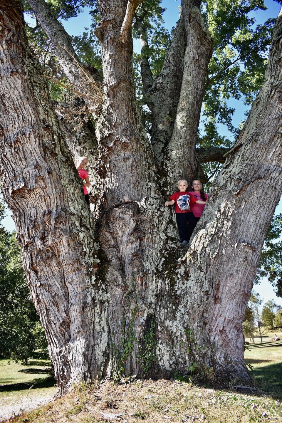 This state champion silver maple in Williams makes for a great climbing tree for the Brock children.