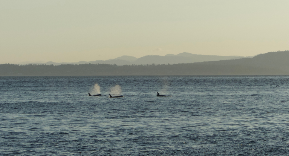 Three of the Southern Residents in the distance.