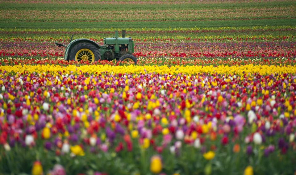 Top 10 flower fields to visit in the UK this summer