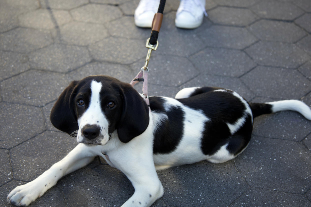 In addition to learning how to better take pictures of dogs with Elias Weiss Friedman, Zoey Henry's dog photography was featured on The Dogist's social media. (Courtesy Zoey Henry)