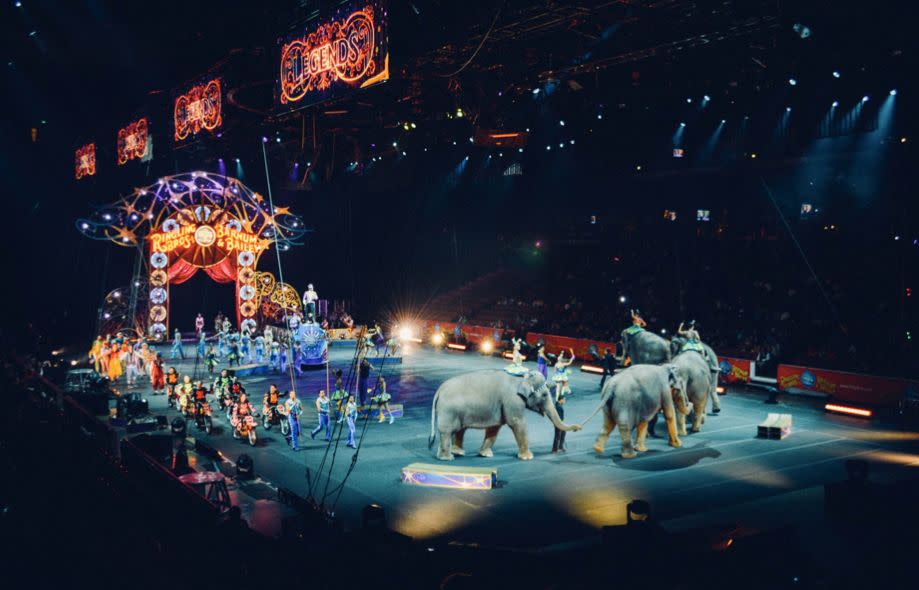 Travelling circuses face a ban on using wild animals (Pexels)