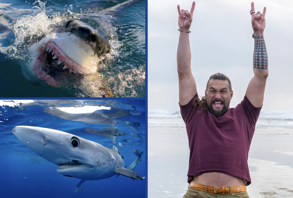 Shark Week 2023 A Complete Guide to Discovery’s Annual Summer TV Event