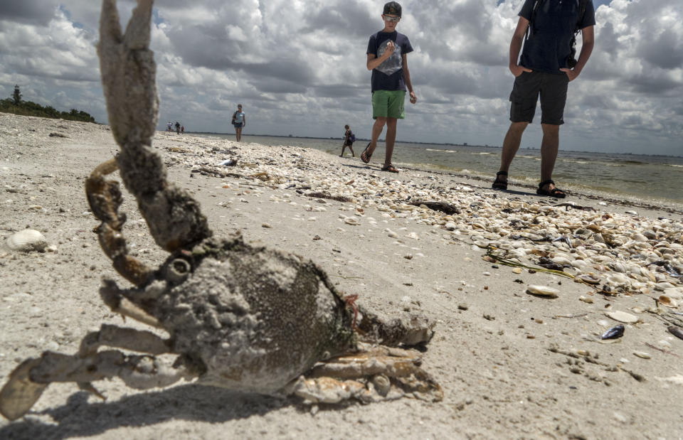 <p>Vista de un cangrejo muerto hoy, viernes 3 de agosto de 2018, en la playa Gulfside City Park, en Sanibel, costa oeste de la Florida (EE.UU.). La “marea roja” que afecta desde hace días la costa suroeste de Florida continúa hoy arrastrando miles de peces muertos hasta playas como la de Sanibel, una isla cuyas aguas muestran en algunas zonas el tono rojizo característico de la floración de la microalga tóxica causante de esta contaminación. EFE/Giorgio Viera </p>