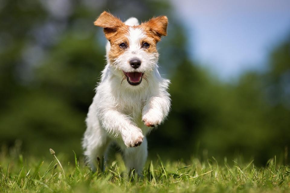 Jack Russell Terrier running; fastest dog breeds