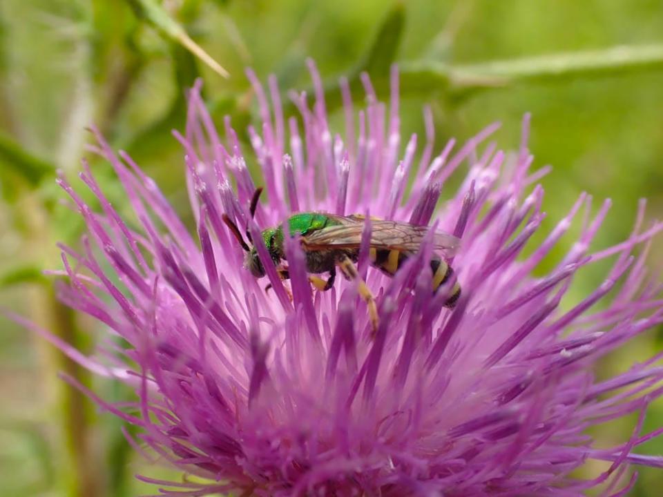 Cape Cod Museum of Natural History's "Gardening for Life" series includes a segment on "Friends with Benefits" in landscape ecology.